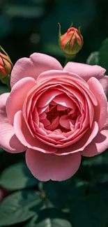 Close-up of vibrant pink rose with buds and green leaves.