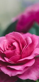 Close-up of a vibrant pink rose with green leaves.