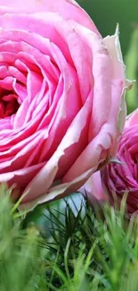 Close-up of a vibrant pink rose in lush greenery.