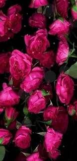 Vibrant pink roses and green leaves wallpaper.