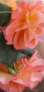 Close-up of vibrant pink roses with lush green leaves.