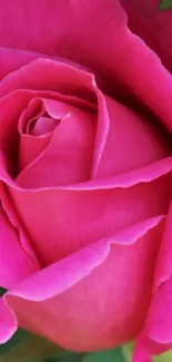 Close-up of a vibrant pink rose, showcasing elegant petals and natural beauty.