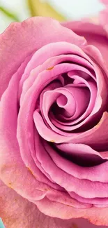 Close-up of a vibrant pink rose with delicate petals.