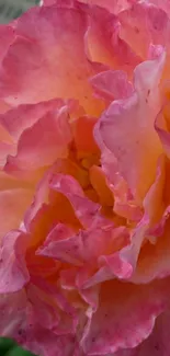 Close-up of a vibrant pink rose with detailed petals in bloom.