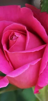 Close-up of a vibrant pink rose with detailed petals and green leaves.