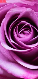 Close-up of a vibrant pink rose with detailed petals.