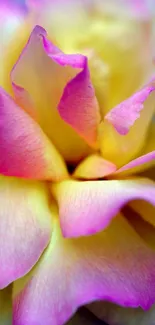 Close-up of a vibrant pink rose displaying intricate petal details.