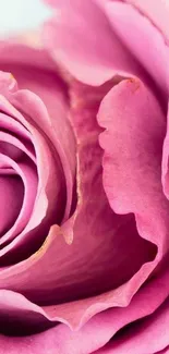 Close-up shot of a vibrant pink rose with detailed petals.