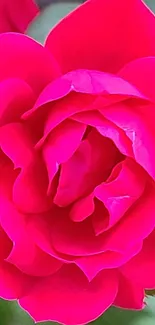 Close-up of a vibrant pink rose with detailed petals, suitable as a mobile wallpaper.