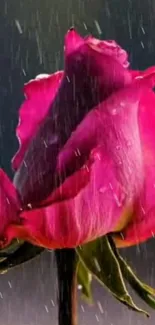 Vibrant pink rose with raindrops on petals