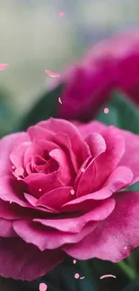 Vibrant pink rose with green leaves in a garden setting.