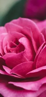 Close-up of a vibrant pink rose with soft-focus, perfect for mobile wallpaper.