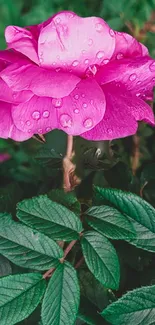 Vibrant pink rose with dew drops on green leaves.