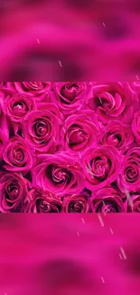 Vibrant pink rose petals in focus with a blurred background.