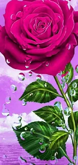 Vibrant pink rose with raindrops on a purple background