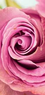 Close-up of a vibrant pink rose, creating a beautiful floral wallpaper.