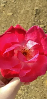 Hand holding a vibrant pink rose against a natural background.