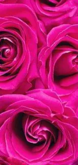 Vibrant pink rose wallpaper for mobile phone screens.