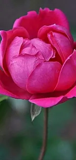 Vibrant pink rose with elegant petals.