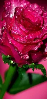 Close-up of a vibrant pink rose with water droplets on petals.