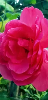 Vibrant pink rose bloom with green leaves