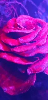 Vibrant neon pink rose with shadows on a purple background.