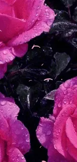 Vibrant pink roses with dewy petals and dark green leaves as mobile wallpaper.