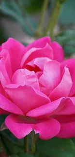 Vibrant pink rose in full bloom, ideal for mobile wallpaper.