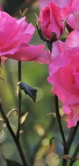 Beautiful pink roses in bloom, nature wallpaper.