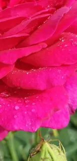 Close-up of a vibrant pink rose with dew drops.