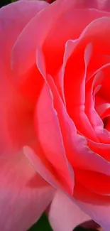 Close-up of a pink rose with black bars on a wallpaper.