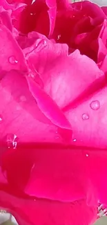 Close-up of a vibrant pink rose with water droplets.