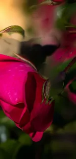 Close-up of vibrant pink rose petals with a soft natural background.