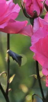 Vibrant pink roses with blurred green background.