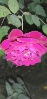 Vibrant pink rose surrounded by green leaves.