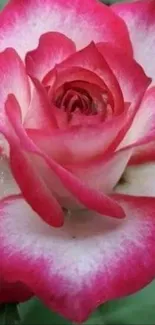 Beautiful vibrant pink rose with lush green leaves.