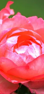 Close-up of a vibrant pink rose in full bloom against a green background.