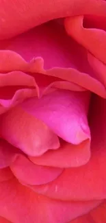 Closeup of a vibrant pink rose with detailed petals.