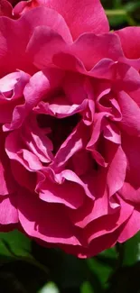 Vibrant pink rose close-up wallpaper.