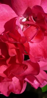 Close-up of vibrant pink roses with green leaves.