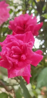 Vibrant pink roses with green leaves, close-up view.