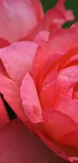 Close-up of vibrant pink rose petals in full bloom.