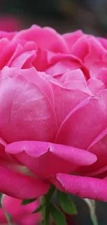 Vibrant pink rose in full bloom, close up view.