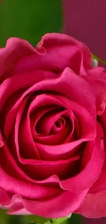 Close-up of a vibrant pink rose on a floral wallpaper background.