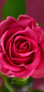 Close-up of a vibrant pink rose with rich petals.