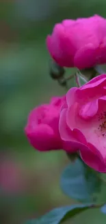 Vibrant pink roses in full bloom against a blurred green background.