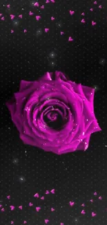 Vibrant pink rose on dark background wallpaper.