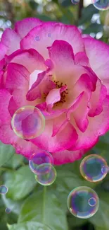 Vibrant pink rose with bubbles in green leaves.