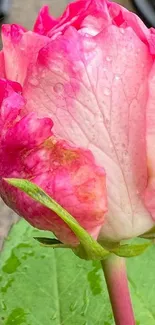 Close-up of a dewy pink rose with vibrant petals and fresh green leaves.