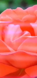 Vibrant pink rose with delicate petals and soft gradients.